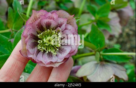 Helleborus x hybridus Double Ellen Pink Blühend in Polen. Stockfoto