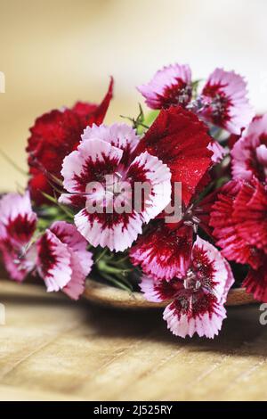 Eine beliebte duftende zweijährige Gartenpflanze, Sweet William oder Dianthus barbatus. Selektiver Fokus, Nahaufnahme. Stockfoto