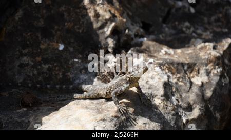 Stellagama auf den Felsen in Israel aus nächster Nähe. Die hell erleuchtete von der Sonneneidechse auf Steinen Stockfoto