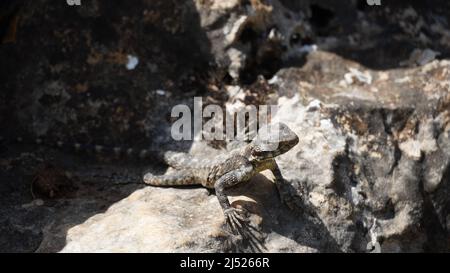 Stellagama auf den Felsen in Israel aus nächster Nähe. Die hell erleuchtete von der Sonneneidechse auf Steinen Stockfoto