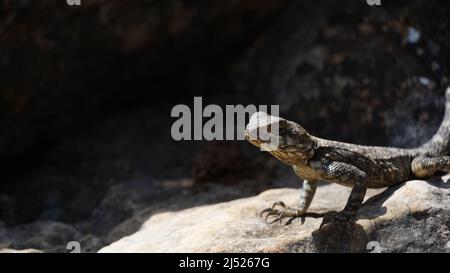 Stellagama auf den Felsen in Israel aus nächster Nähe. Die hell erleuchtete von der Sonneneidechse auf Steinen Stockfoto