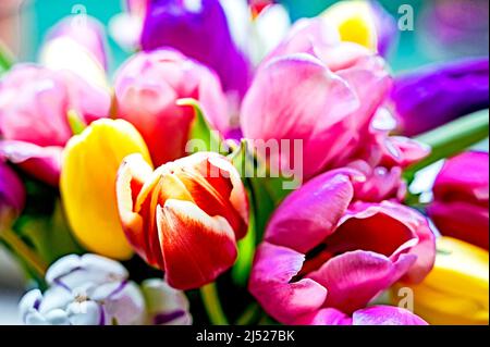 Bunte Tulpenbüschel; Bunter Tulpenstrauß Stockfoto