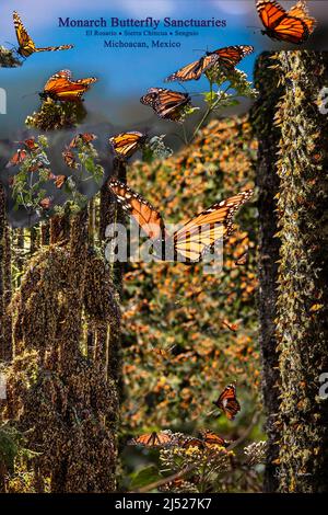 Monarch Butterfly Sanctuaries in Senguio, El Rosario und Sierra Chincua - Michoacán, Mexiko Stockfoto