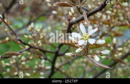 Amelanchier lamarckii - Wacholderbeere, Dienstbeere oder Schattenbusch, die in der Botanik blühen. Stockfoto
