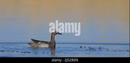 Garganey Männchen, schwimmend in ruhigem Wasser Stockfoto