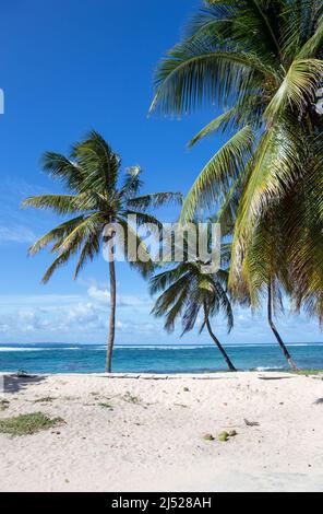 Palmen am Strand, Grande-Terre, Guadeloupe, kleine Antillen, Karibik. Stockfoto