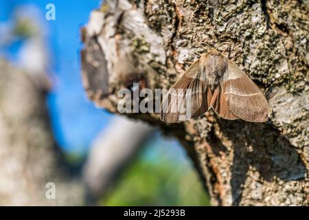 Macrothylacia rubi, die Fuchsmotte, ist ein Lepidopteran der Familie Lasiocampidae, Weibchen auf einem Stamm. Stockfoto