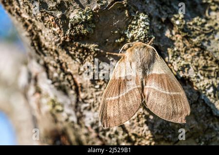 Macrothylacia rubi, die Fuchsmotte, ist ein Lepidopteran der Familie Lasiocampidae, Weibchen auf einem Stamm. Stockfoto