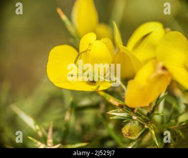 Diaea dorsata hängt kopfüber im Netz. Grüne Krabbenspinne, Großbritannien, April. Stockfoto