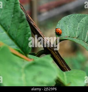 Eine Nahaufnahme von Marienkäfer (Coccinellidae) auf einem grünen Blatt. Coccinelidae ist eine weit verbreitete Familie kleiner Käfer Stockfoto