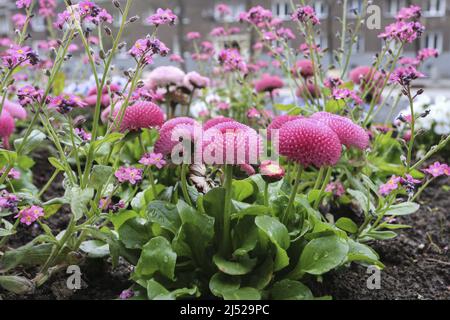 Blumenbeet mit rosa Gänseblümchen und Vergissmeinnicht-Blumen. Frühling Stockfoto