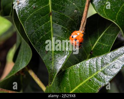 Eine Nahaufnahme von Marienkäfer (Coccinellidae) auf einem grünen Blatt. Coccinelidae ist eine weit verbreitete Familie kleiner Käfer Stockfoto