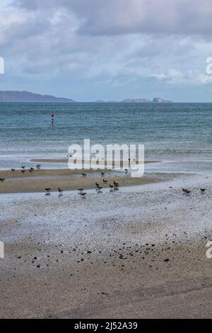 Strandkämmen auf Barra. Stockfoto