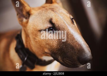 Porträt eines schönen Ingwer-Welpen Miniatur-Bullen Terrier mit einem Kragen um den Hals. Ein Haustier. Stockfoto