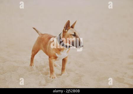Ein wunderschöner Ingwer-Welpe eines Miniatur-Bullterrier mit einem Halsband um den Hals steht im Sommer mitten an einem Sandstrand. Hund und Natur Stockfoto