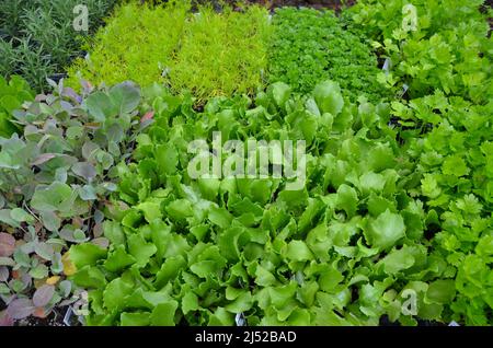 Salat in Baumschule zum Verkauf Stockfoto