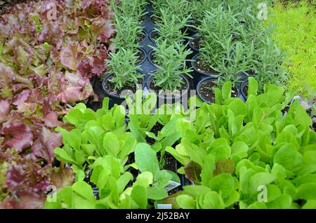 Salat in Baumschule zum Verkauf Stockfoto