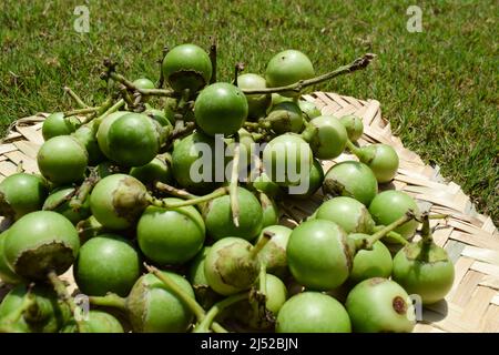 Indische Früchte Grüne duftende Manjack oder rotzige Kelche auch bekannt als Kleberbeere, Vogellinde, indische Kirsche, Lasoda oder Gunda. Diese Früchte werden verwendet Stockfoto