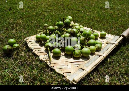 Indische Früchte Grüne duftende Manjack oder rotzige Kelche auch bekannt als Kleberbeere, Vogellinde, indische Kirsche, Lasoda oder Gunda. Diese Früchte werden verwendet Stockfoto