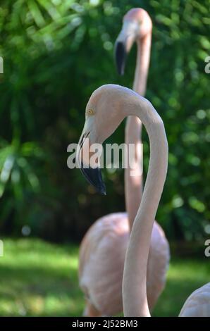 Rosa Flamingos im park Stockfoto