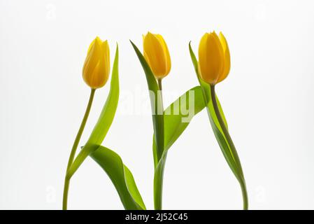 Gelbe Tulpen isoliert auf weißem Hintergrund mit Hintergrundbeleuchtung. Stockfoto