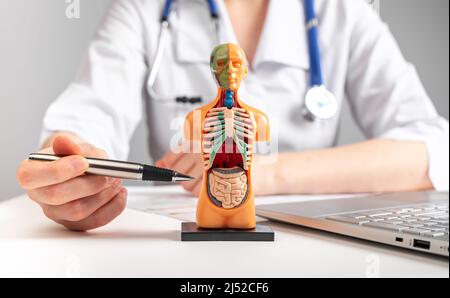 Arzt, der innere Organe im menschlichen Modell von 3D zeigt. Frau mit Stethoskop im Labormantel sitzt am Tisch mit Laptop und spricht über die Anatomie der Menschen. Gesundheitsfürsorge und medizinisches Bildungskonzept. Foto Stockfoto