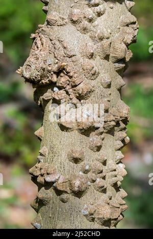 Chinesischer Pfeffer / Chinesische Stachelasche / flache Stachelasche (Zanthoxylum simulans), Nahaufnahme von Stacheln auf Baumstamm, aus China und Taiwan Stockfoto