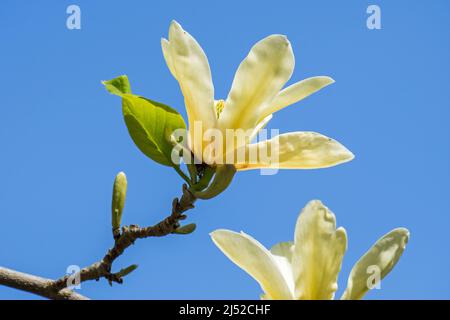 Große gelbe Blüten des Magnolia Golden Pond (M. acuminata x M. denudata), die im Frühjahr im Garten blühen Stockfoto