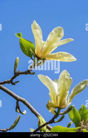 Große gelbe Blüten des Magnolia Golden Pond (M. acuminata x M. denudata), die im Frühjahr im Garten blühen Stockfoto