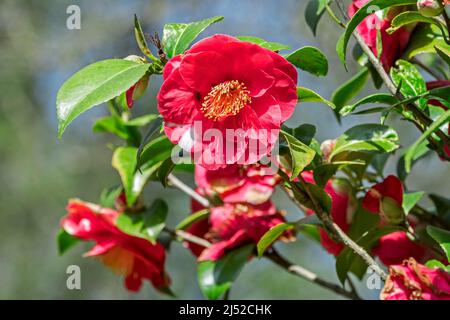 Rote Blüten von Camellia japonica L. Alexander Hunter blüht im Frühling im Garten Stockfoto