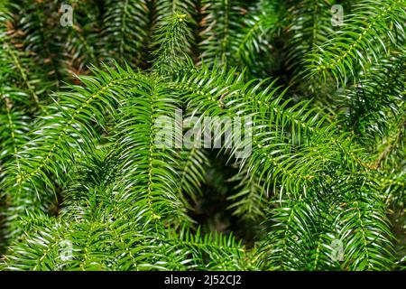 Cypress Cunninghamia lanceolata Haken, Nahaufnahme von grünen Nadelblättern, aus China Stockfoto