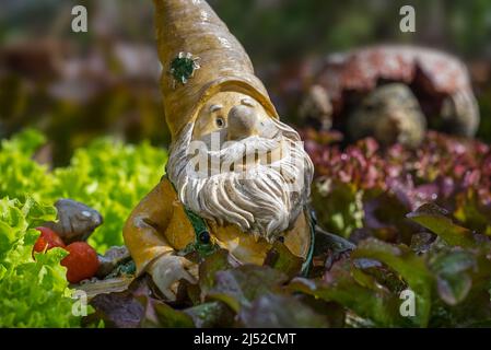 Gartenzwerg Ornament Figur mit Schubkarre unter verschiedenen Arten von Salat und Gemüse in quadratischen Fuß Garten im Frühjahr Stockfoto