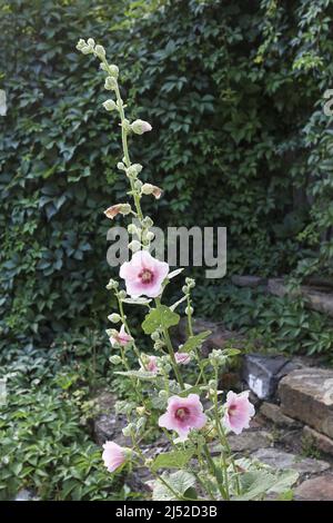 Alcea Blume allgemein als Hollyhocks oder Malven bekannt. Sommerzeit Stockfoto