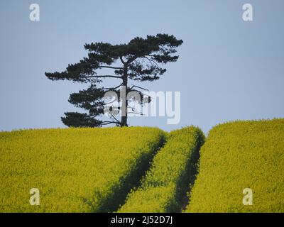 Sittingbourne, Kent, Großbritannien. 19h April 2022. UK Wetter: Ein sonniger Nachmittag in Newington in der Nähe von Sittingbourne, Kent. Kredit: James Bell/Alamy Live Nachrichten Stockfoto