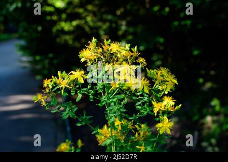 Viele zarte gelbe Blüten der Hypericum perforatum Pflanze, allgemein bekannt als Perforat oder Johanniskraut, in einem Garten an einem sonnigen Frühlingstag Stockfoto