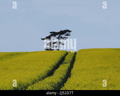 Sittingbourne, Kent, Großbritannien. 19h April 2022. UK Wetter: Ein sonniger Nachmittag in Newington in der Nähe von Sittingbourne, Kent. Kredit: James Bell/Alamy Live Nachrichten Stockfoto