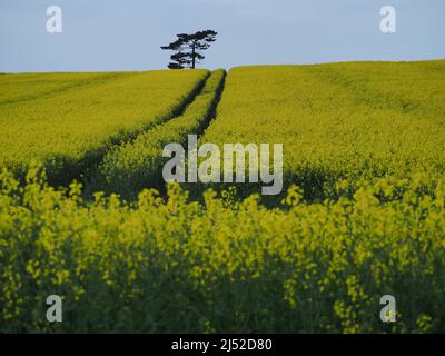 Sittingbourne, Kent, Großbritannien. 19h April 2022. UK Wetter: Ein sonniger Nachmittag in Newington in der Nähe von Sittingbourne, Kent. Kredit: James Bell/Alamy Live Nachrichten Stockfoto