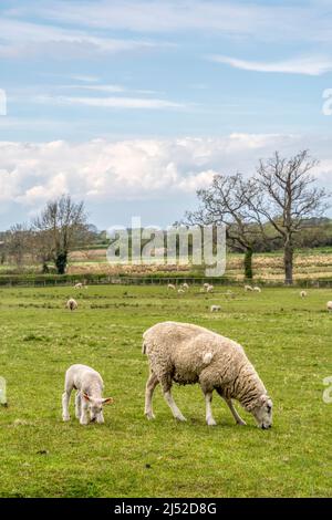 Mutterschafe mit Lamm in einem Schaffeld auf einer Norfolk-Farm im Castle Rising. Stockfoto