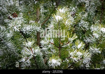 Piniensträucher Calgary Alberta April 19 2022 Stockfoto