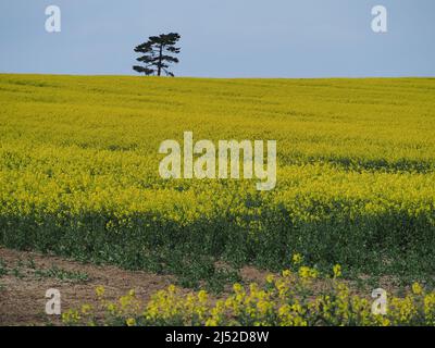 Sittingbourne, Kent, Großbritannien. 19h April 2022. UK Wetter: Ein sonniger Nachmittag in Newington in der Nähe von Sittingbourne, Kent. Kredit: James Bell/Alamy Live Nachrichten Stockfoto