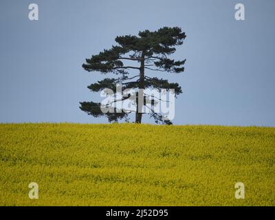 Sittingbourne, Kent, Großbritannien. 19h April 2022. UK Wetter: Ein sonniger Nachmittag in Newington in der Nähe von Sittingbourne, Kent. Kredit: James Bell/Alamy Live Nachrichten Stockfoto