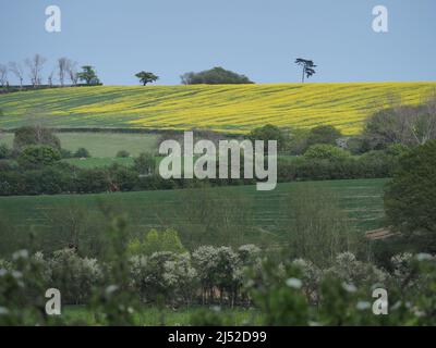 Sittingbourne, Kent, Großbritannien. 19h April 2022. UK Wetter: Ein sonniger Nachmittag in Newington in der Nähe von Sittingbourne, Kent. Kredit: James Bell/Alamy Live Nachrichten Stockfoto