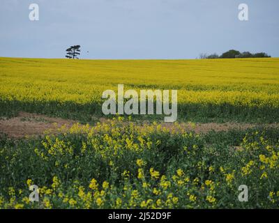 Sittingbourne, Kent, Großbritannien. 19h April 2022. UK Wetter: Ein sonniger Nachmittag in Newington in der Nähe von Sittingbourne, Kent. Kredit: James Bell/Alamy Live Nachrichten Stockfoto