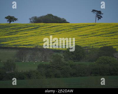 Sittingbourne, Kent, Großbritannien. 19h April 2022. UK Wetter: Ein sonniger Nachmittag in Newington in der Nähe von Sittingbourne, Kent. Kredit: James Bell/Alamy Live Nachrichten Stockfoto