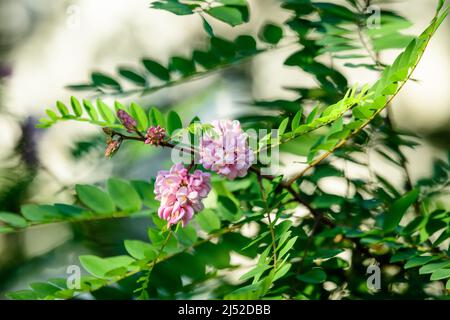 Rosa Blüten von Robinia pseudoacaccia allgemein als schwarze Heuschrecke bekannt, und grüne Blätter in einem Sommergarten, schöne Outdoor-Blumenhintergrund Photograp Stockfoto