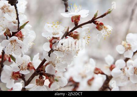 Aprikosenobstbaum blüht im Frühjahr mit weißen Blüten, und Bienen bestäuben und sammeln Blütenpollen Stockfoto