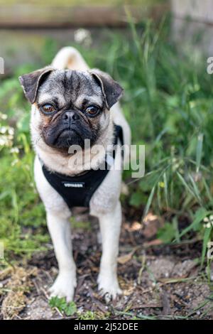Eine Nahaufnahme eines Mops im Hinterhof Stockfoto