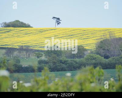 Sittingbourne, Kent, Großbritannien. 19h April 2022. UK Wetter: Ein sonniger Nachmittag in Newington in der Nähe von Sittingbourne, Kent. Kredit: James Bell/Alamy Live Nachrichten Stockfoto