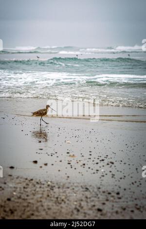 Limosa fedoa, Marbled Godwit spaziert am Strand in Moss Landing CA auf der Suche nach Snacks. Stockfoto