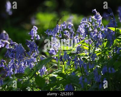 Sittingbourne, Kent, Großbritannien. 19h April 2022. UK Wetter: Bluebells und Sonnenschein heute Nachmittag im Queendown Warren Naturschutzgebiet in der Nähe von Stockbury, Sittingbourne, Kent. Kredit: James Bell/Alamy Live Nachrichten Stockfoto